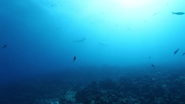 锤头鲨和海龟在太平洋水下。视频素材