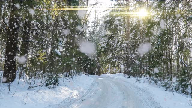 下雪的森林。从上往下看冰雪森林、自然景观、冰冻森林、阳光景观冬季森林视频素材