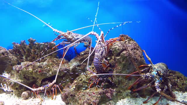 多刺龙虾，也叫langouste或rock lobster。视频下载