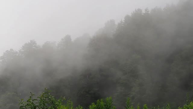 雾在森林视频下载