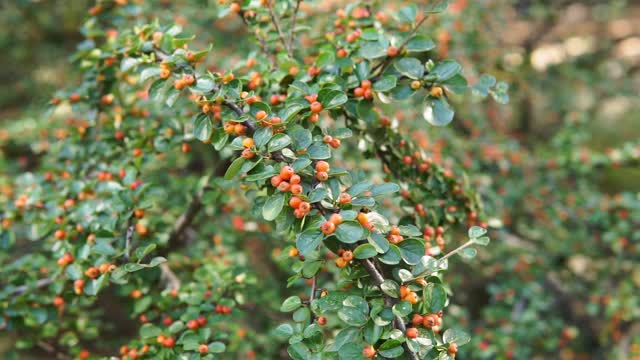 秋天的红浆果和绿色叶子的矮Cotoneaster水平的岩石或墙在一个花园。视频素材