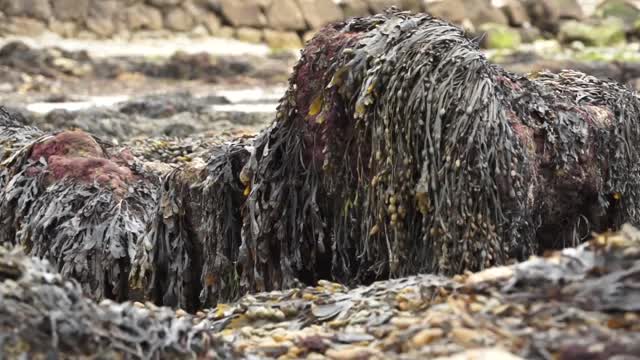 海滩上的海藻视频素材