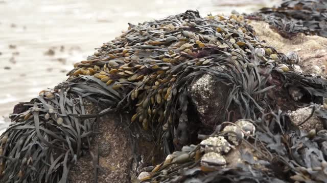 海滩上的海藻视频素材