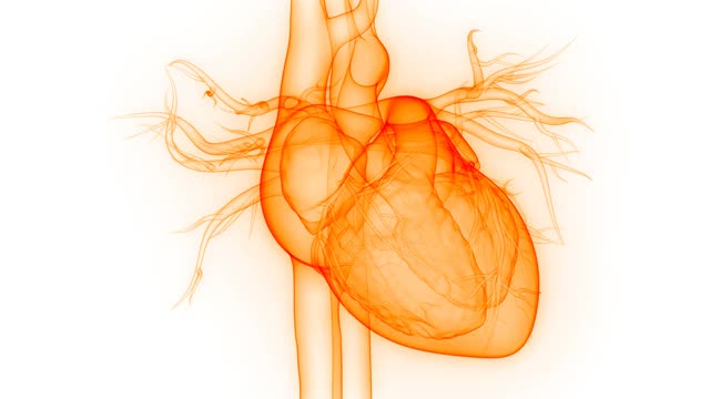 人体循环系统心脏跳动解剖动画概念视频素材