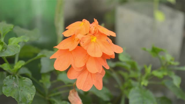 番红花特写。淡藏红花颜色秋番红花(番红花多萝西)花植物在早晨的阳光开放。视频素材