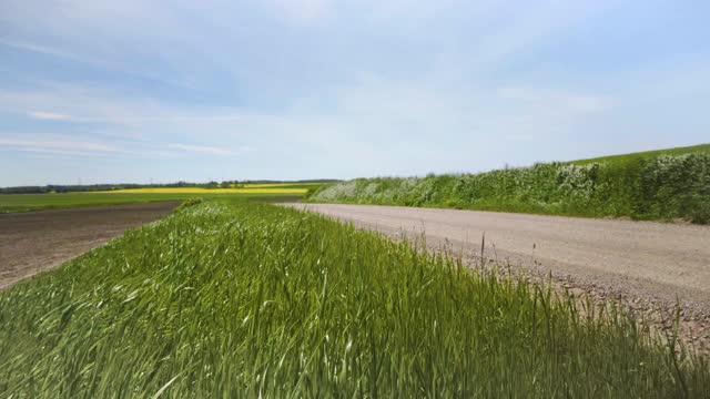 大风在石子路边吹草视频素材