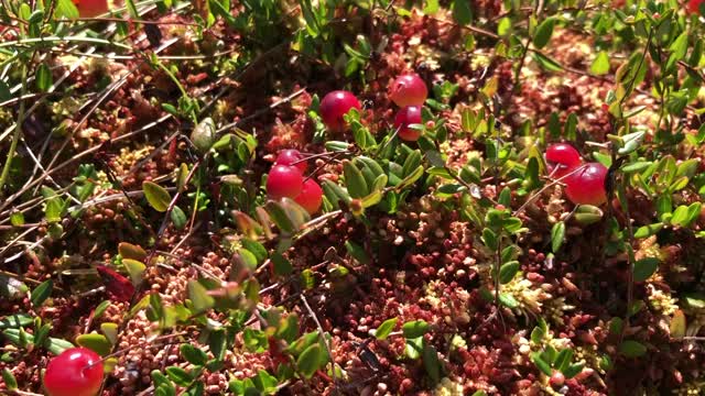 在沼泽上种植蔓越莓视频素材