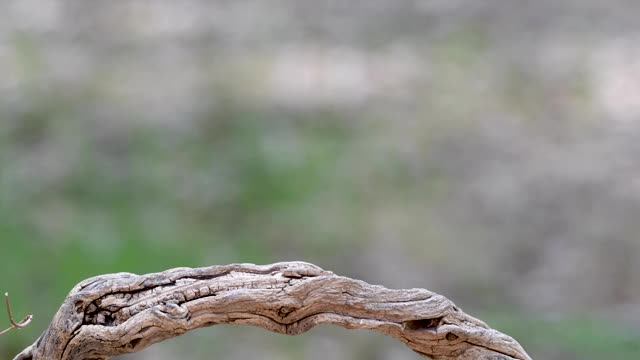 家雀在动视频素材