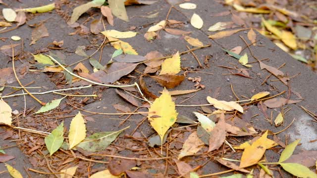 秋雨中潮湿的路面上五颜六色的树叶视频素材