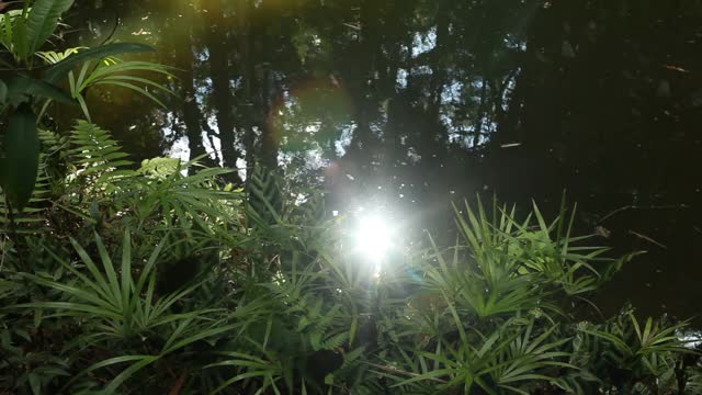 宁静的小溪流过大西洋森林，热带雨林，巴西视频素材