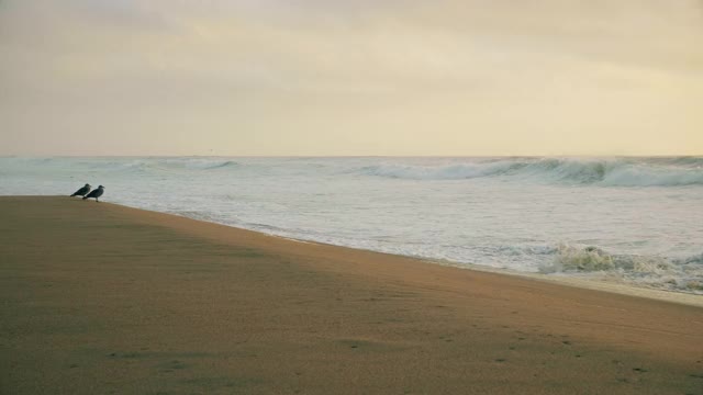 太平洋边的海滩。视频素材