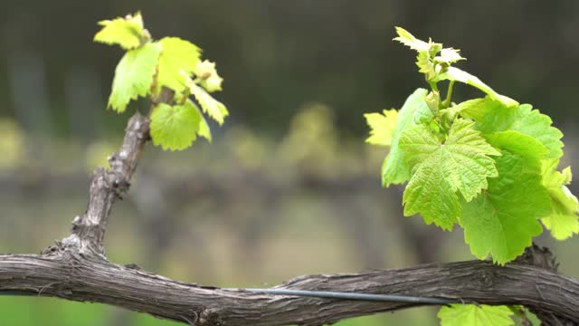 grapevine巴德视频素材