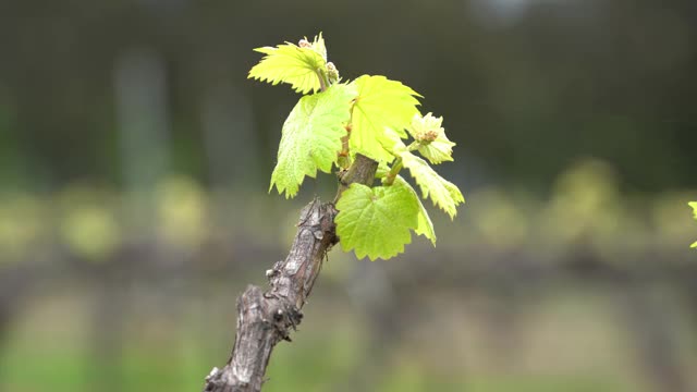 grapevine巴德视频素材