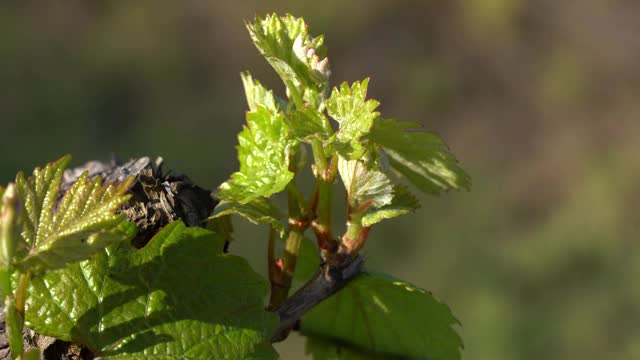 grapevine巴德视频素材