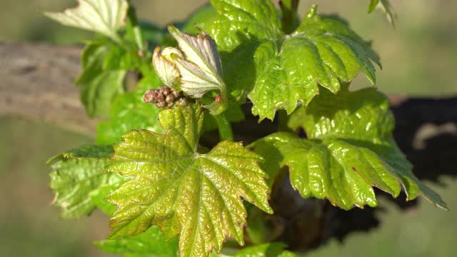 grapevine巴德视频素材