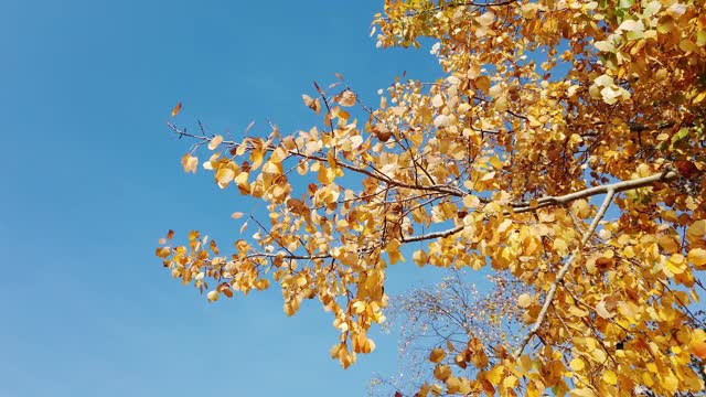 秋天五颜六色的白杨树叶视频素材