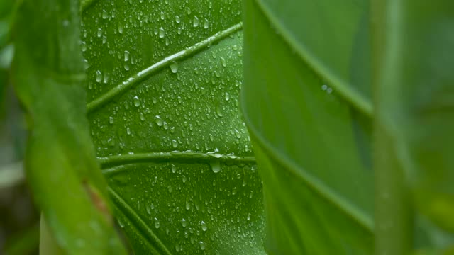 雨滴落在绿叶上视频素材