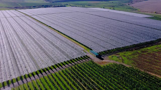 苹果园塑料温室鸟瞰图。有机农业中的植物栽培。视频素材