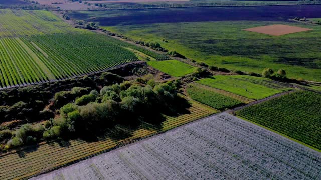 苹果园塑料温室鸟瞰图。有机农业中的植物栽培。视频素材