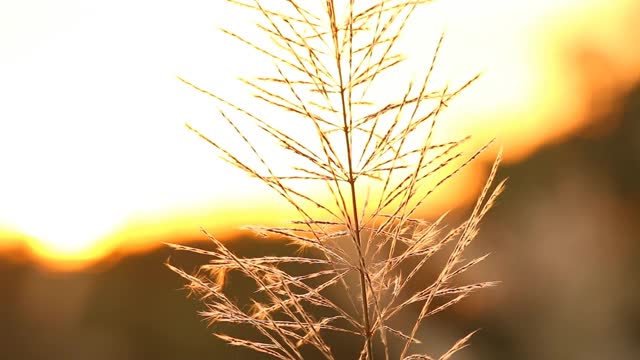 晨风中草花的剪影视频素材