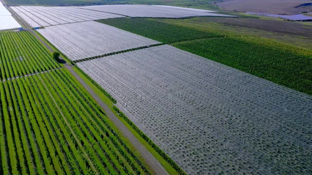 苹果园塑料温室鸟瞰图。有机农业中的植物栽培。视频素材