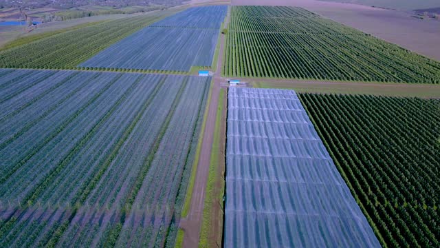 苹果园塑料温室鸟瞰图。有机农业中的植物栽培。视频素材