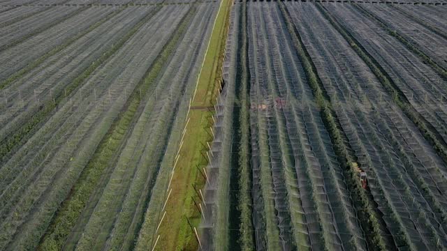 苹果园塑料温室鸟瞰图。有机农业中的植物栽培。视频素材