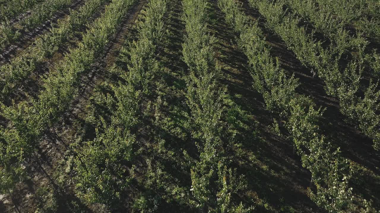 一架无人机在苹果园的一排排之间飞行。年轻的苹果园视频素材