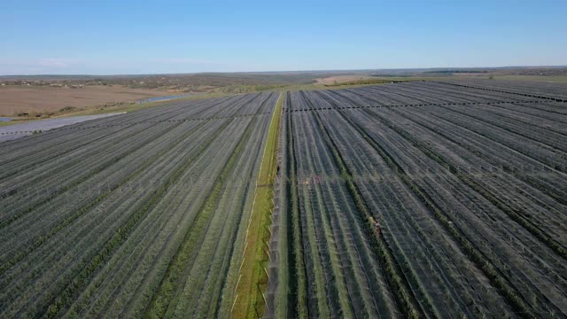 苹果园塑料温室鸟瞰图。有机农业中的植物栽培。视频素材