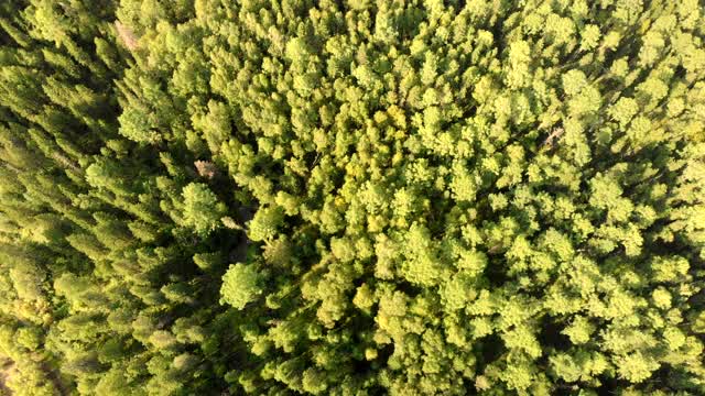 空中飞过绿油油的针叶林。俯视图从森林的无人机。视频素材