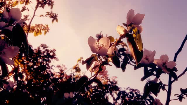 春树开着粉红色的花，杏花在树枝上随风摇曳视频素材