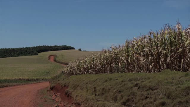 玉米地在一条土路旁边视频素材