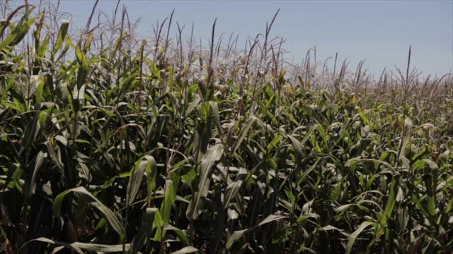 玉米种植视频下载