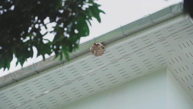 木箭低角度射向建筑物屋顶下的蜂房视频素材