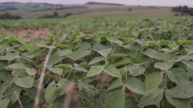 巴西南部的大豆种植园。视频下载