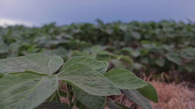 越来越多的大豆植物视频下载