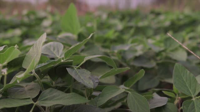 前景是健康的多叶大豆视频下载