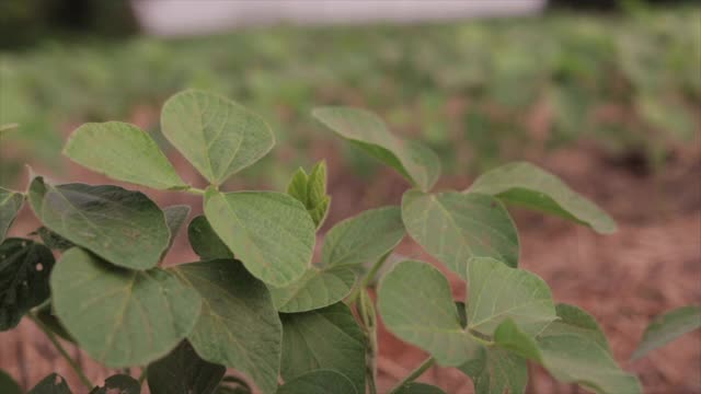 关闭的大豆与空间的文本。视频素材