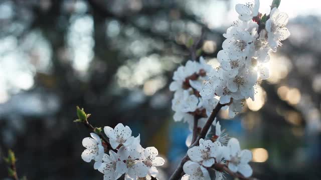 盛开的树在日落。春天公园的树上开着白花。视频素材