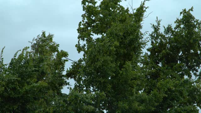 近距离观察大型落叶树在暴雨期间强风中摇摆视频素材