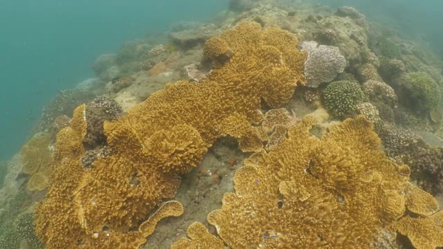 澎湖群岛深海中健康的硬珊瑚群视频素材