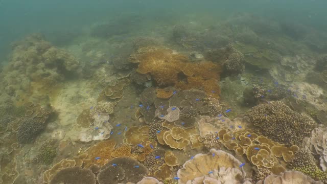 台湾海底美丽多彩的硬珊瑚礁视频素材