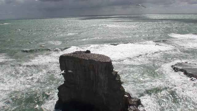 鸟类在海岸岩石上的背景在新西兰的海景。视频素材