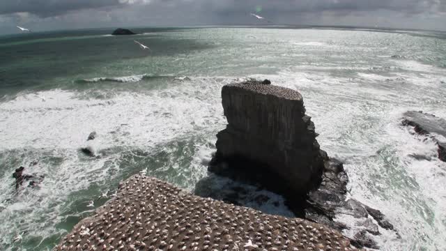 鸟类在海岸岩石上的背景在新西兰的海景。视频素材