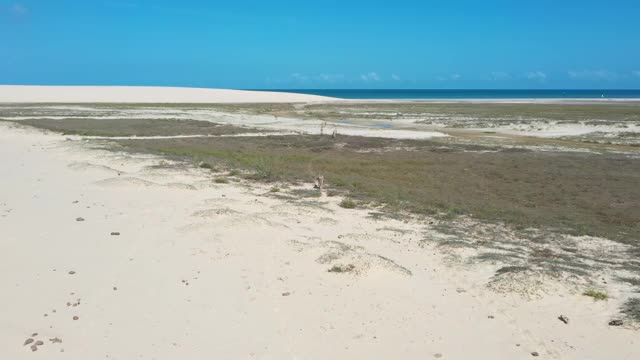 高角度的沙丘在Jericoacoara，塞阿拉，巴西-一些驴移动视频素材