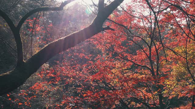 韩国江原道，Chiaksan国家公园/ Wonju-si的秋天枫树林视频素材