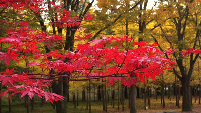 韩国江原道元州西延世大学未来校区秋日枫叶视频素材