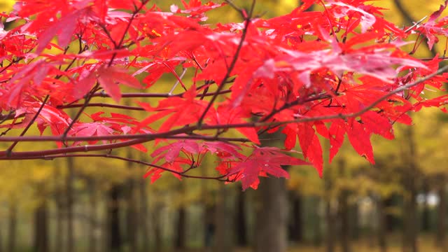 韩国江原道元州西延世大学未来校区秋日枫叶视频素材