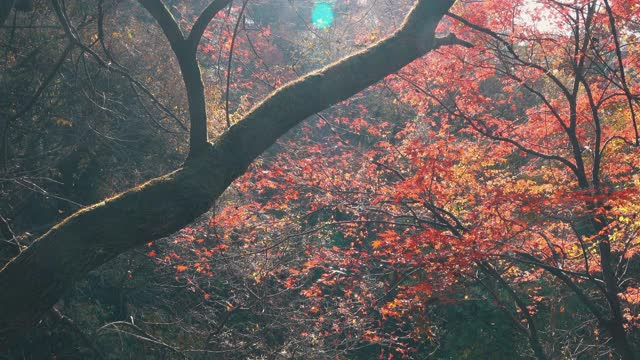 韩国江原道，Chiaksan国家公园/ Wonju-si的秋天枫树林视频素材