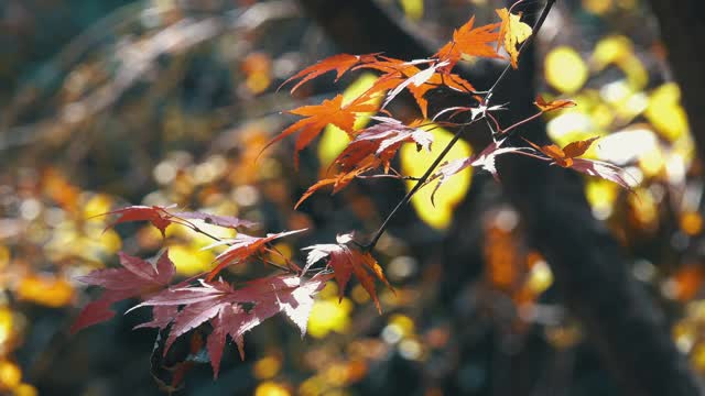 韩国江原道，嘉山国家公园的秋日枫叶视频素材